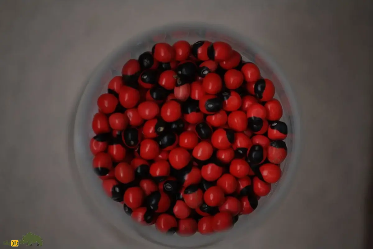 لوبیای چشم خرچنگی؛ سمیترین گیاه طبیعی جهان شبیه سوسک که از آن برای ساخت و تسبیح و زیورآلات سنتی استفاده میشود لوبیای چشم خرچنگی