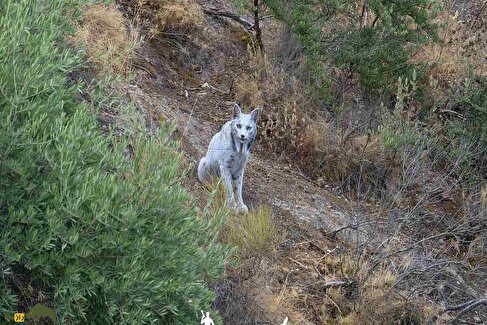 نخستین سیاه‌گوش ایبری سفید جهان کشف شد؛ روح اسرارآمیز جنگل‌ها بالاخره خودش را نشان داد + ویدئو