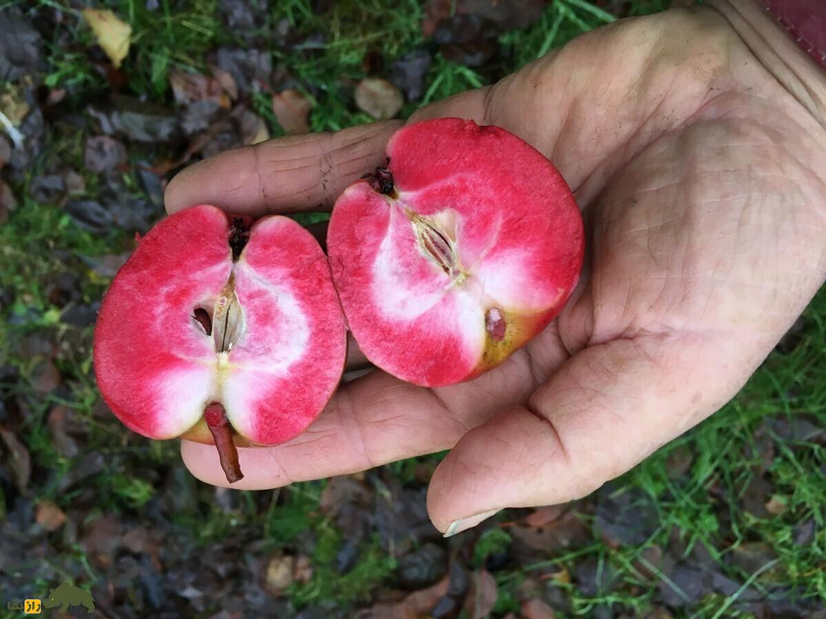 سیب توسرخ؛ کمیاب‌ترین سیب دنیا با گوشت قرمز و طعم ترش که شبیه گوجه‌فرنگی‌ست و در اردبیل و میاندوآب وجود دارد