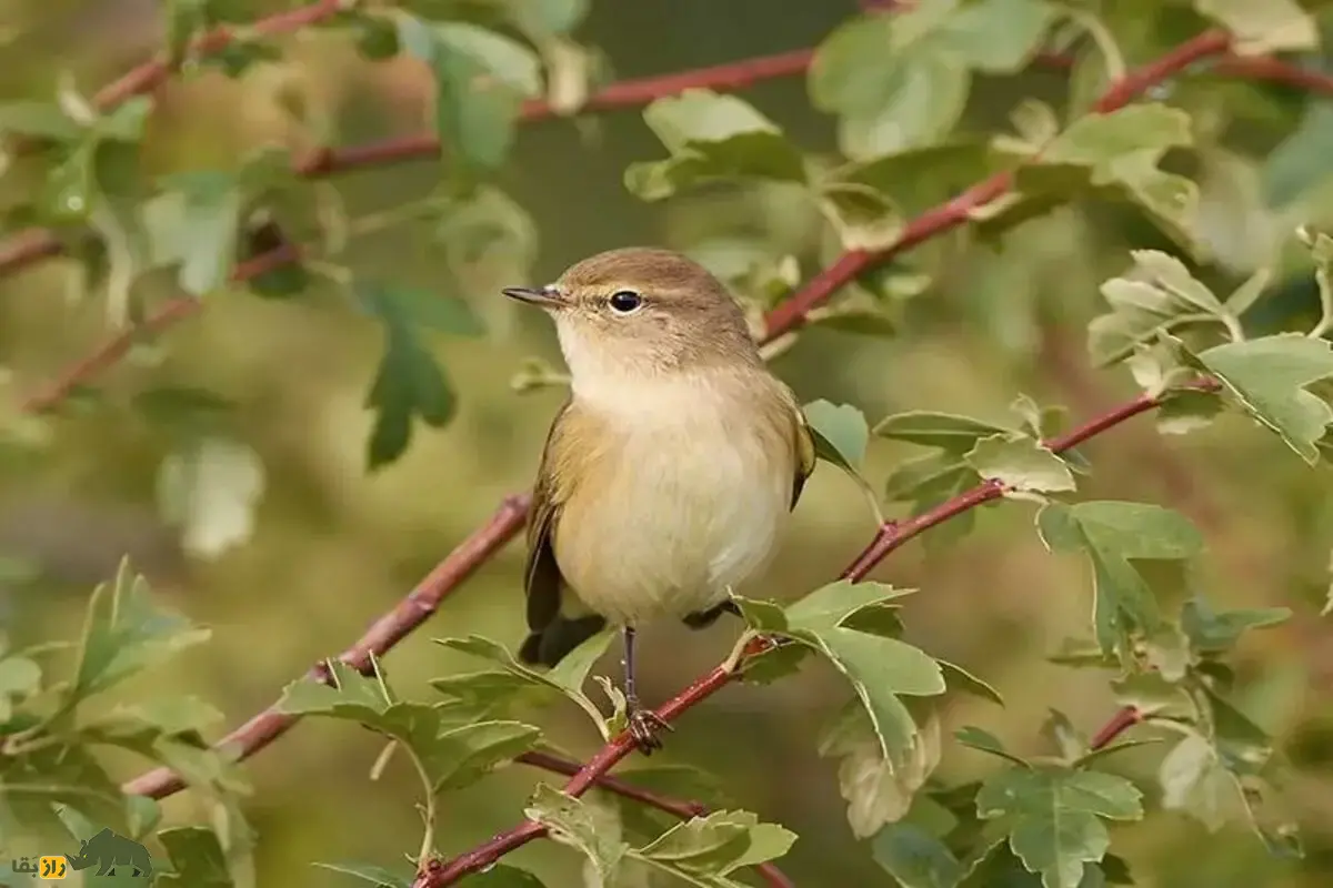 سسک چیف‌چاف؛ پرنده‌ای کوچک و پرجنب‌وجوش با آواز «چیف-چاف» دلنشین که در زیستگاه‌های ایران زندگی می‌کند