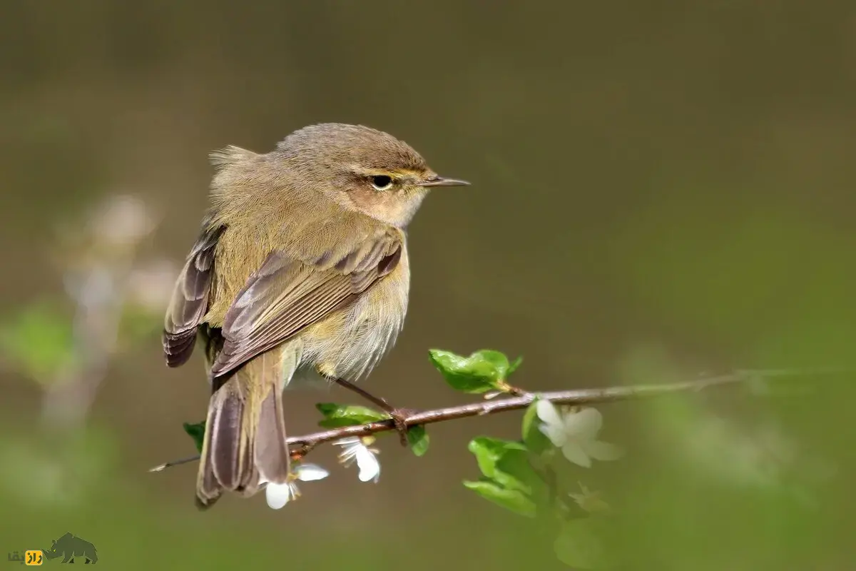 سسک چیف‌چاف؛ پرنده‌ای کوچک و پرجنب‌وجوش با آواز «چیف-چاف» دلنشین که در زیستگاه‌های ایران زندگی می‌کند