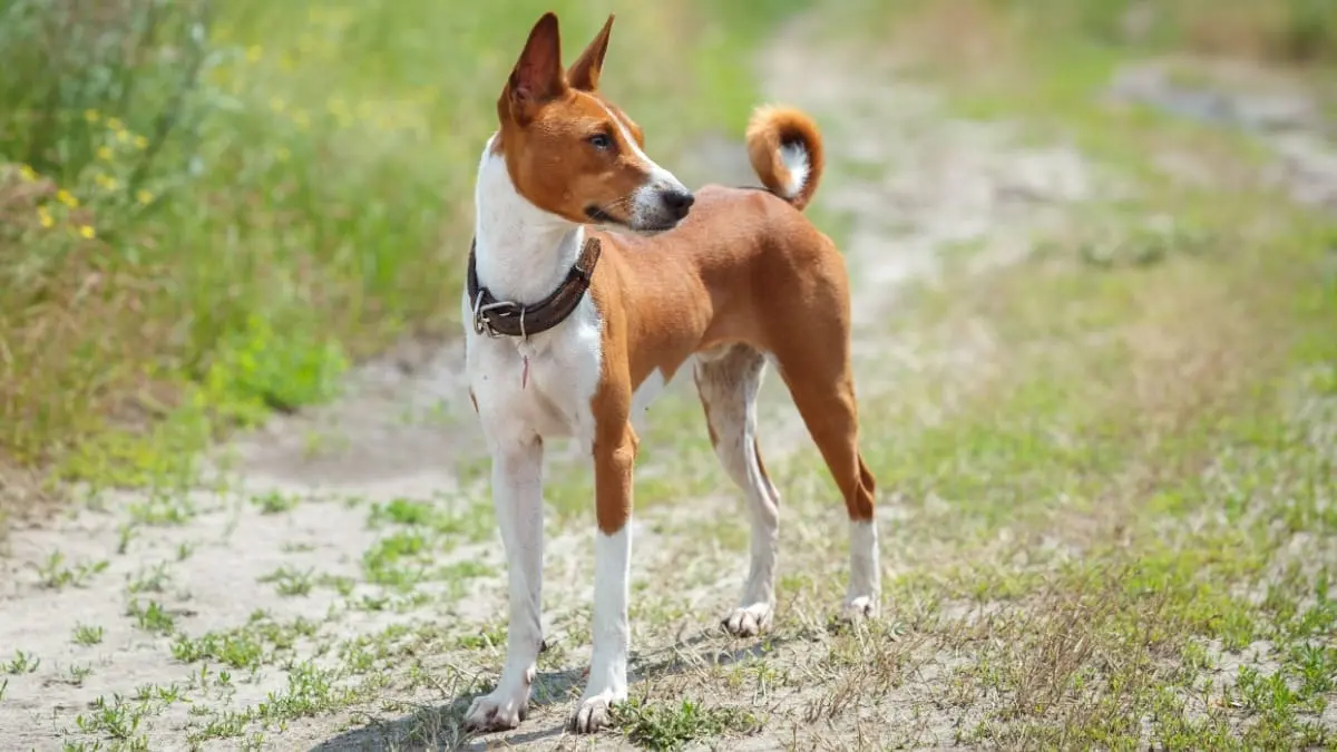 سگ باسنجی؛ سگ شکاری معروف آفریقا با ۱۱ کیلو وزن که بدنش را شبیه گربه تمیز میکند و تنها سگ بدون پارس جهان است سگ باسنجی