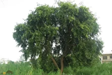 جَغ یا شیشَم؛ درختی با چوب بسیار خوشبو که در سیستان و بلوچستان رشد می‌کند و ریشه‌اش در جستجوی آب تا ۳۰ متر زمین را می‌شکافد!