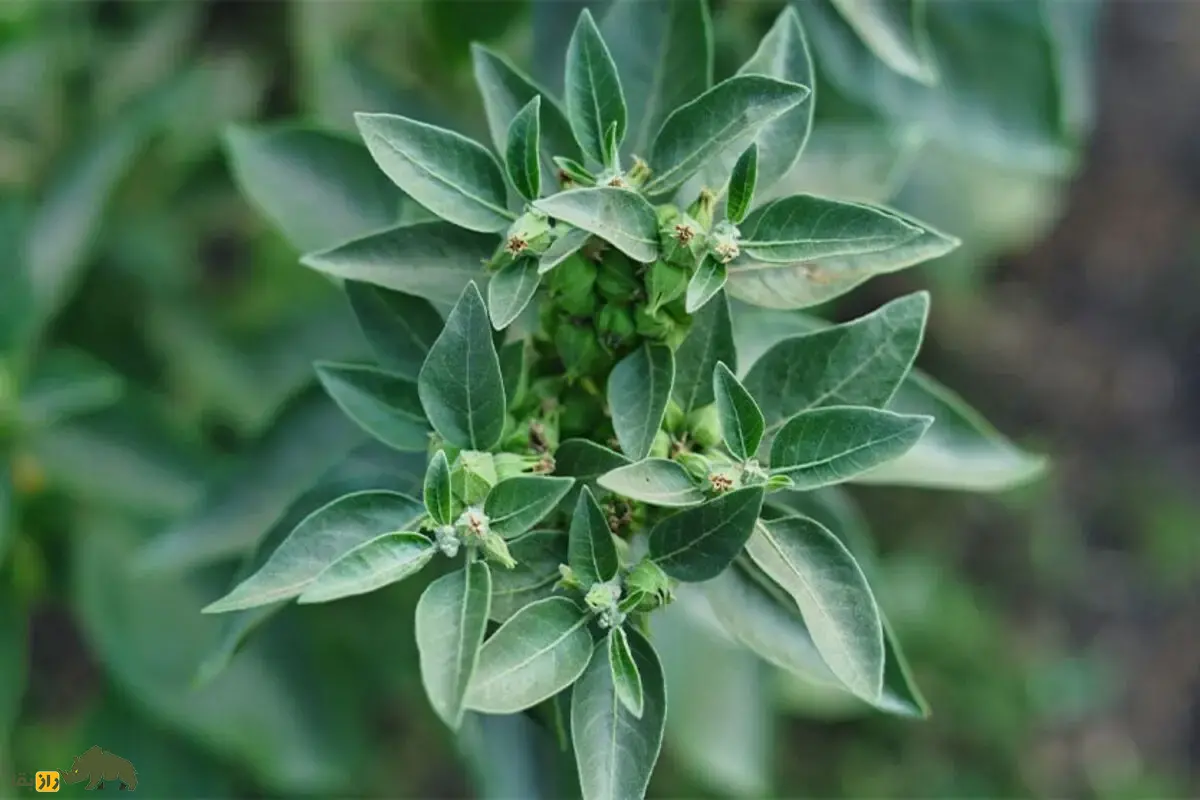 پنیرباد خوابآور یا جینسنگ هندی؛ گیاهی شگفتانگیز برای آرامش، تقویت حافظه و کاهش استرس که میتواند جایگزینی طبیعی برای داروهای شیمیایی باشد پنیرباد خوابآور یا جینسنگ هندی؛ گیاهی شگفتانگیز برای آرامش، تقویت حافظه و کاهش استرس که میتواند جایگزینی طبیعی برای داروهای شیمیایی باشد