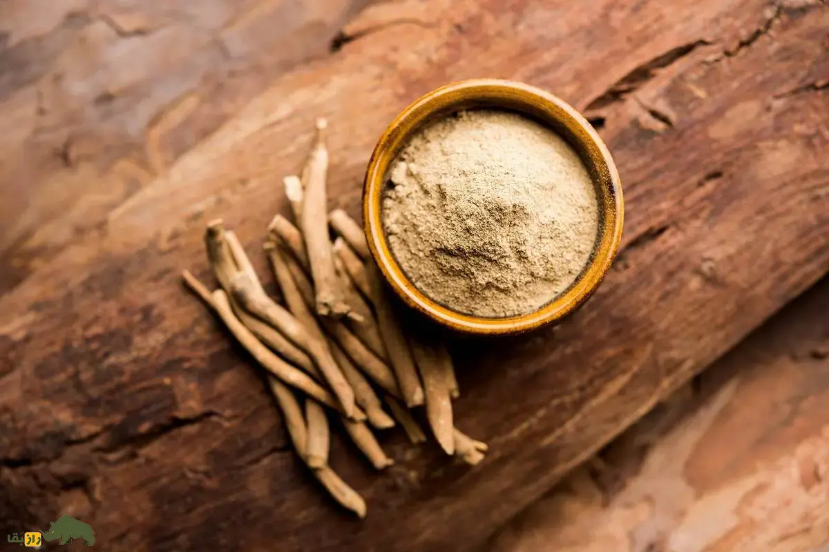 پنیرباد خوابآور یا جینسنگ هندی؛ گیاهی شگفتانگیز برای آرامش، تقویت حافظه و کاهش استرس که میتواند جایگزینی طبیعی برای داروهای شیمیایی باشد پنیرباد خوابآور یا جینسنگ هندی؛ گیاهی شگفتانگیز برای آرامش، تقویت حافظه و کاهش استرس که میتواند جایگزینی طبیعی برای داروهای شیمیایی باشد