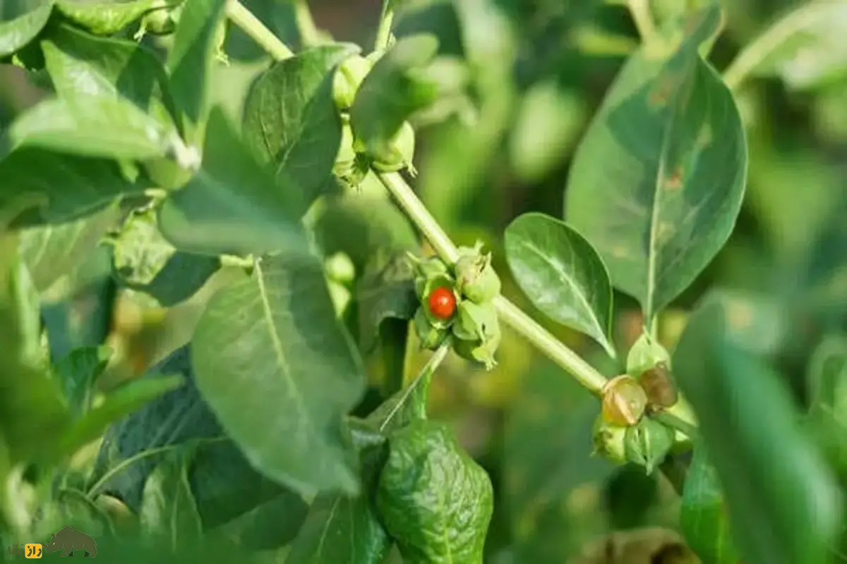 پنیرباد خوابآور یا جینسنگ هندی؛ گیاهی شگفتانگیز برای آرامش، تقویت حافظه و کاهش استرس که میتواند جایگزینی طبیعی برای داروهای شیمیایی باشد پنیرباد خوابآور یا جینسنگ هندی؛ گیاهی شگفتانگیز برای آرامش، تقویت حافظه و کاهش استرس که میتواند جایگزینی طبیعی برای داروهای شیمیایی باشد