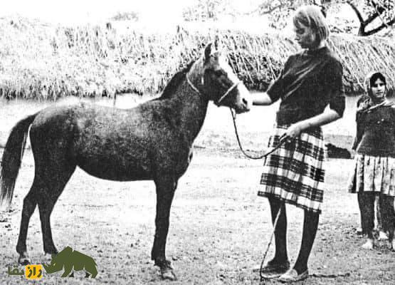 لوئیز فیروز؛ زن آمریکاییالاصل مشهور به «بانوی اسب ایران» که با کشف اسب کاسپین بزرگترین کشف قرن بیستم را رقم زد لوئیز فیروز؛ زن آمریکاییالاصل مشهور به «بانوی اسب ایران» که با کشف اسب کاسپین بزرگترین کشف قرن بیستم را رقم زد