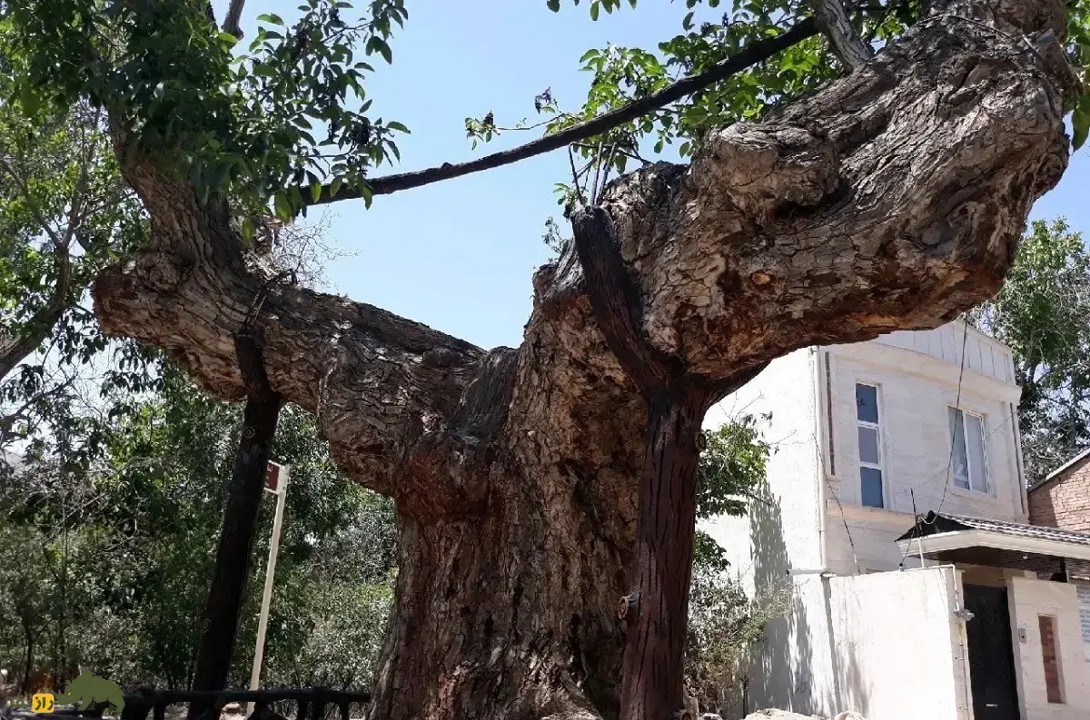 درخت گردو کمان رستم؛ قدیمی‌ترین درخت گردو جهان با ۱۳۰۰ سال سن که شبیه یک کمان غول‌پیکر است و در زمان ساسانیان کاشته شد