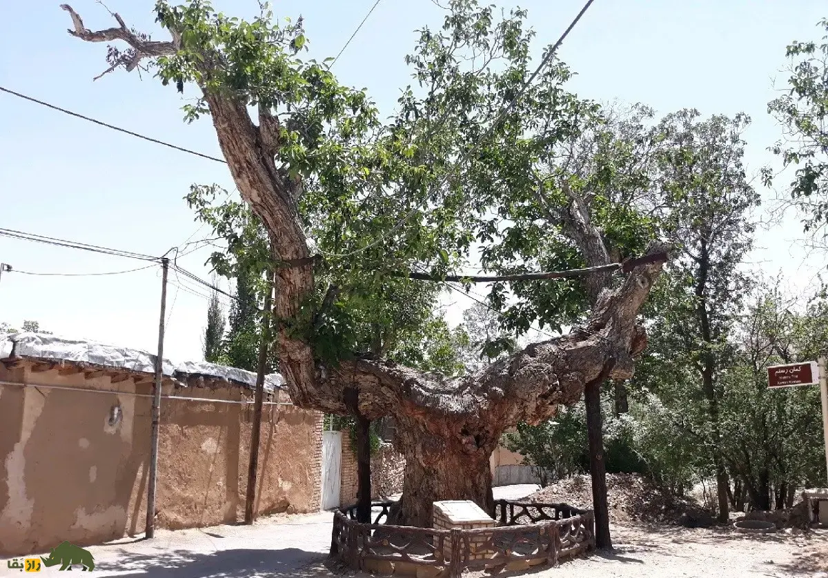 درخت گردو کمان رستم؛ قدیمیترین درخت گردوی جهان و شبیه یک کمان که در زمان امپراتوری ساسانیان کاشته شد و در بزرگترین باغ گردوی جهان قرار دارد درخت گردو کمان رستم