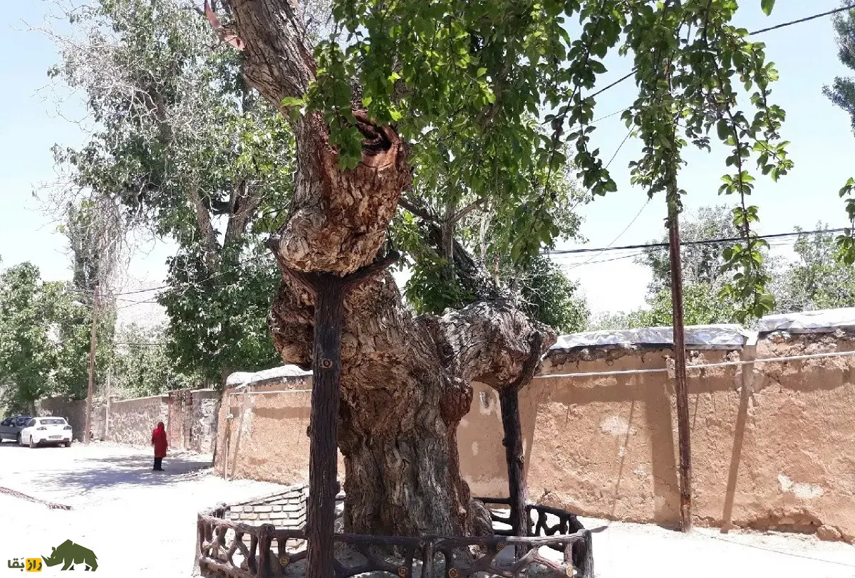 درخت گردو کمان رستم؛ قدیمیترین درخت گردوی جهان و شبیه یک کمان که در زمان امپراتوری ساسانیان کاشته شد و در بزرگترین باغ گردوی جهان قرار دارد درخت گردو کمان رستم