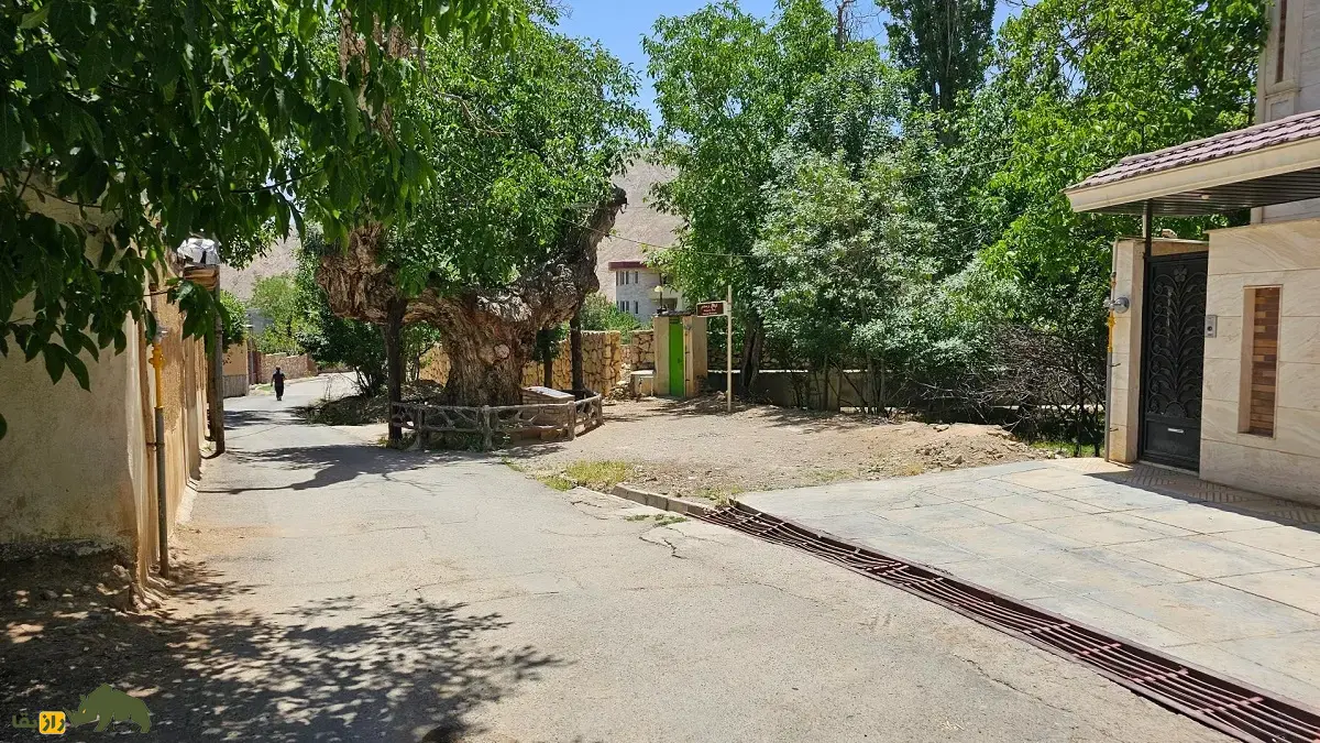 درخت گردو کمان رستم؛ قدیمیترین درخت گردوی جهان و شبیه یک کمان که در زمان امپراتوری ساسانیان کاشته شد و در بزرگترین باغ گردوی جهان قرار دارد درخت گردو کمان رستم