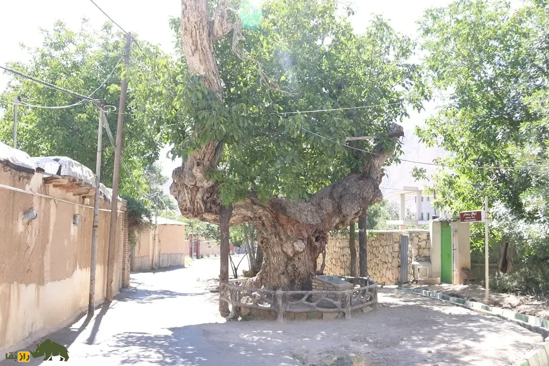 درخت گردو کمان رستم؛ قدیمیترین درخت گردوی جهان و شبیه یک کمان که در زمان امپراتوری ساسانیان کاشته شد و در بزرگترین باغ گردوی جهان قرار دارد درخت گردو کمان رستم