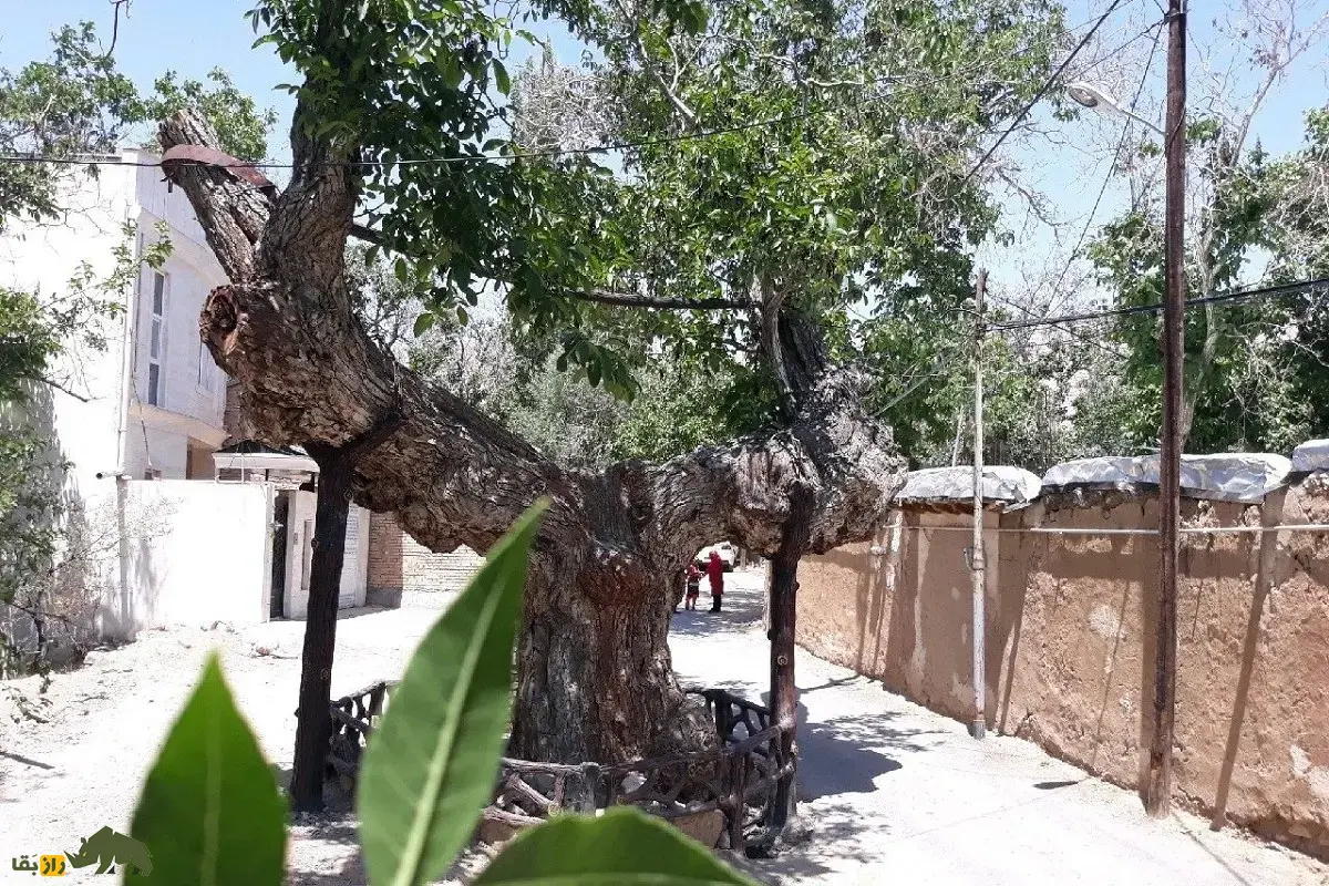 درخت گردو کمان رستم؛ قدیمیترین درخت گردوی جهان و شبیه یک کمان که در زمان امپراتوری ساسانیان کاشته شد و در بزرگترین باغ گردوی جهان قرار دارد درخت گردو کمان رستم