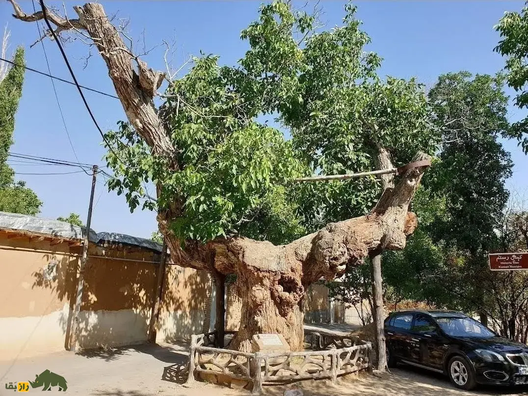 درخت گردو کمان رستم؛ قدیمیترین درخت گردوی جهان و شبیه یک کمان که در زمان امپراتوری ساسانیان کاشته شد و در بزرگترین باغ گردوی جهان قرار دارد درخت گردو کمان رستم