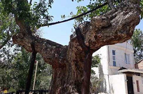 درخت گردو کمان رستم؛ قدیمی‌ترین درخت گردو جهان با ۱۳۰۰ سال سن که شبیه یک کمان غول‌پیکر است و در زمان ساسانیان کاشته شد