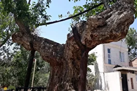 درخت گردو کمان رستم؛ قدیمی‌ترین درخت گردو جهان با ۱۳۰۰ سال سن که شبیه یک کمان غول‌پیکر است و در زمان ساسانیان کاشته شد