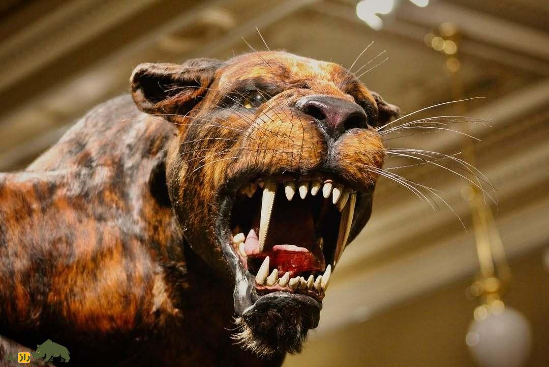 همان‌دد؛ گربه ۴۰۰ کیلویی با ۲.۵ متر قد و دندان‌هایی شبیه تیغه اره که کارآمدترین شکارچی عصر یخبندان بود