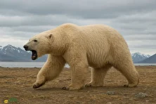 خرس ستمگر؛ خرس عظیم‌الجثه باستانی معروف به «شاه‌خرس» که ۲ متر قد و ۱۲۰۰ کیلوگرم وزن داشت