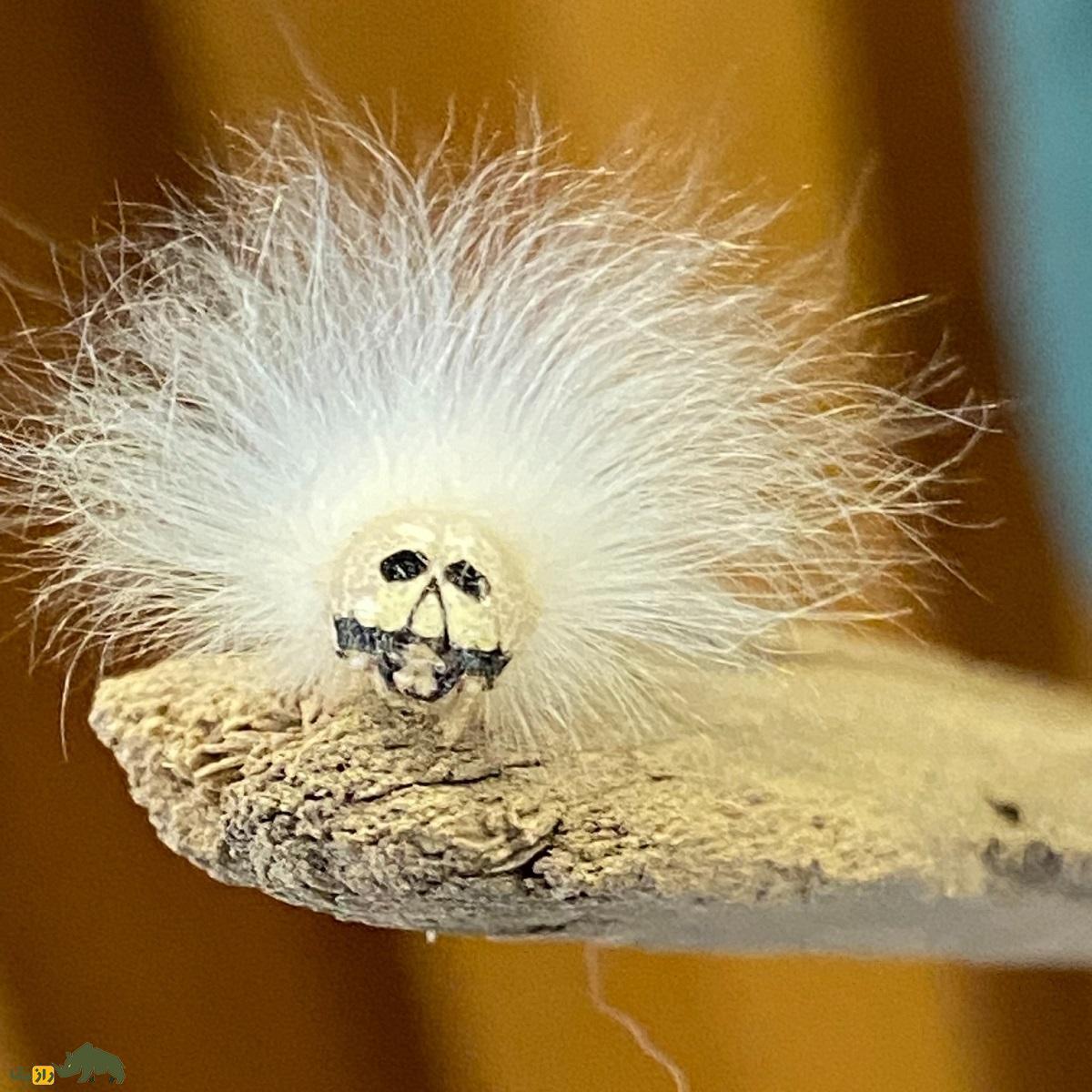 کرم آلبرت اینشتین؛ کرمی پرمو با صورتی پر از چین و چروک که قیافهاش شبیه آلبرت اینیشتن دانشمند معروف است کرم آلبرت اینشتین