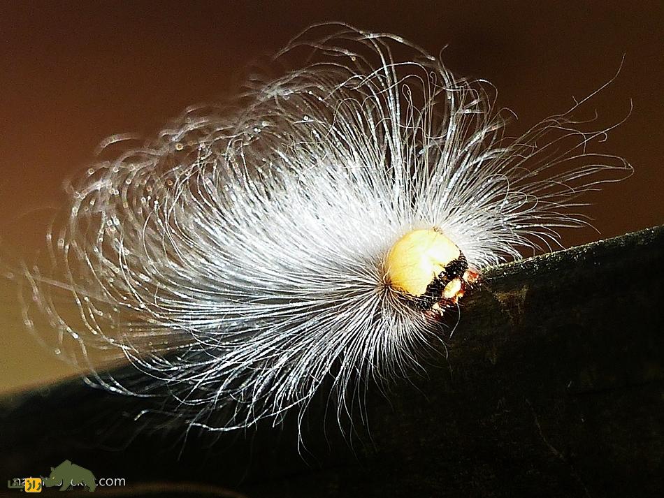 کرم آلبرت اینشتین؛ کرمی پرمو با صورتی پر از چین و چروک که قیافهاش شبیه آلبرت اینیشتن دانشمند معروف است کرم آلبرت اینشتین