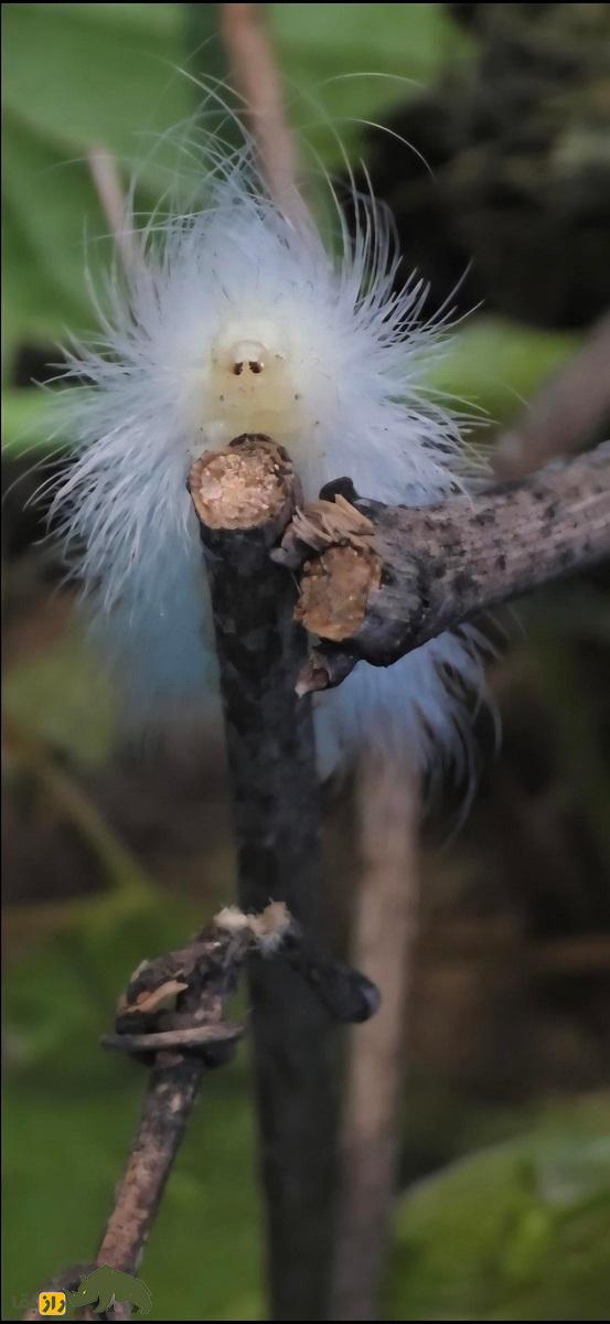 کرم آلبرت اینشتین؛ کرمی پرمو با صورتی پر از چین و چروک که قیافهاش شبیه آلبرت اینیشتن دانشمند معروف است کرم آلبرت اینشتین