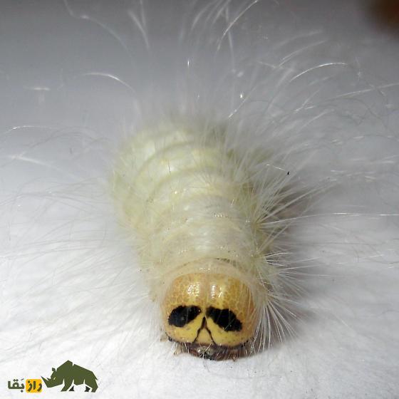 کرم آلبرت اینشتین؛ کرمی پرمو با صورتی پر از چین و چروک که قیافهاش شبیه آلبرت اینیشتن دانشمند معروف است کرم آلبرت اینشتین