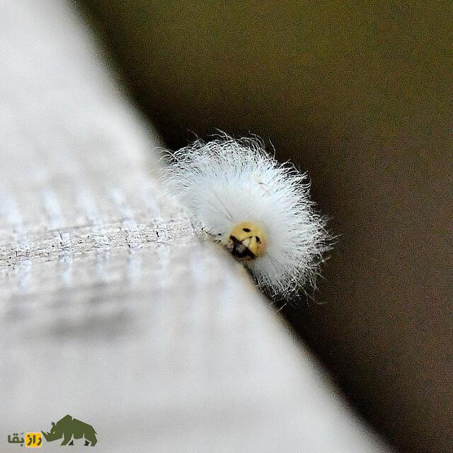 کرم آلبرت اینشتین؛ کرمی پرمو با صورتی پر از چین و چروک که قیافهاش شبیه آلبرت اینیشتن دانشمند معروف است کرم آلبرت اینشتین