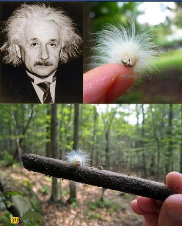 کرم آلبرت اینشتین؛ کرمی پرمو با صورتی پر از چین و چروک که قیافهاش شبیه آلبرت اینیشتن دانشمند معروف است کرم آلبرت اینشتین