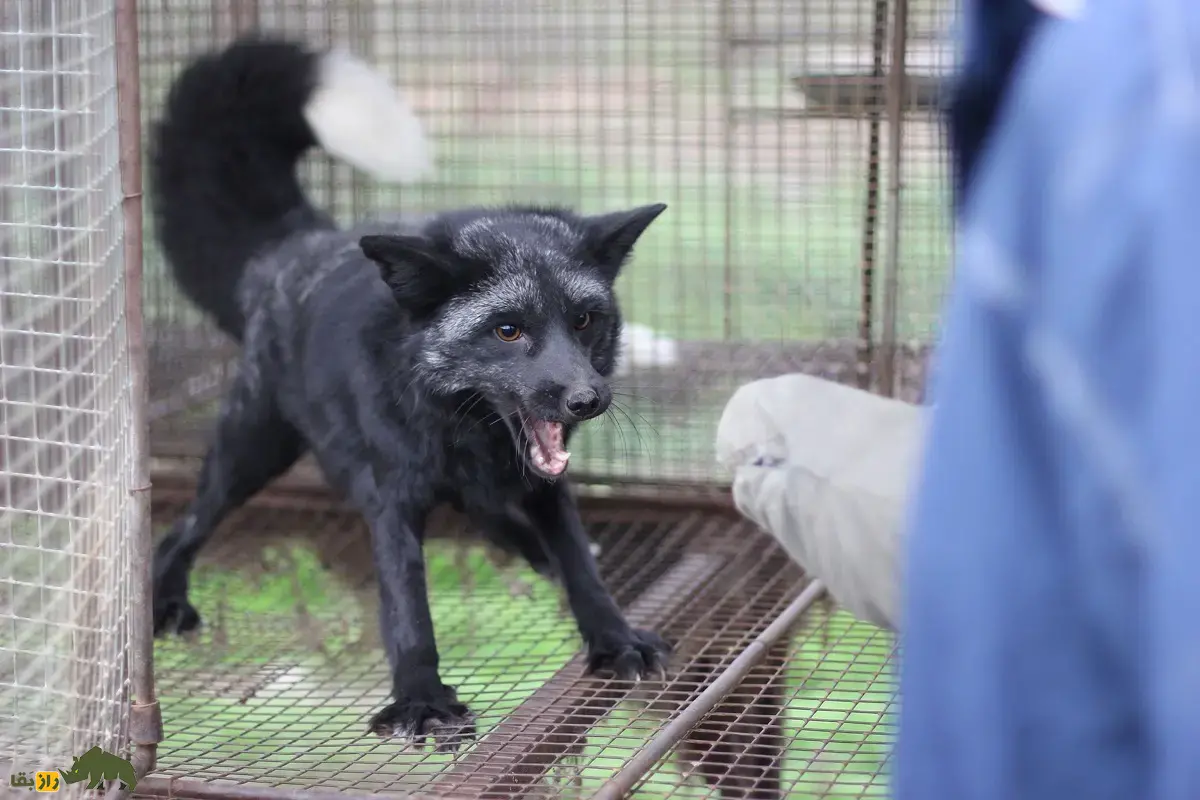 روباه نقره‌ای