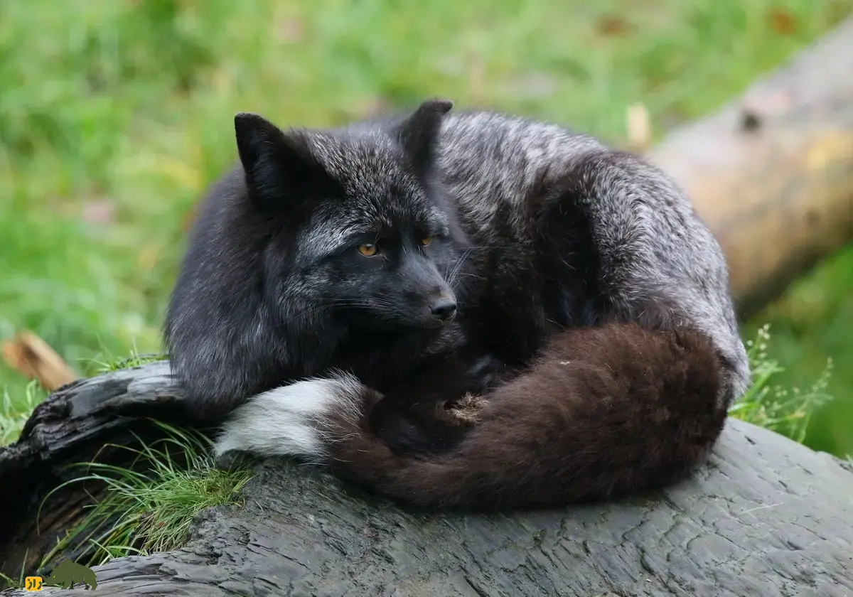 روباه نقره‌ای