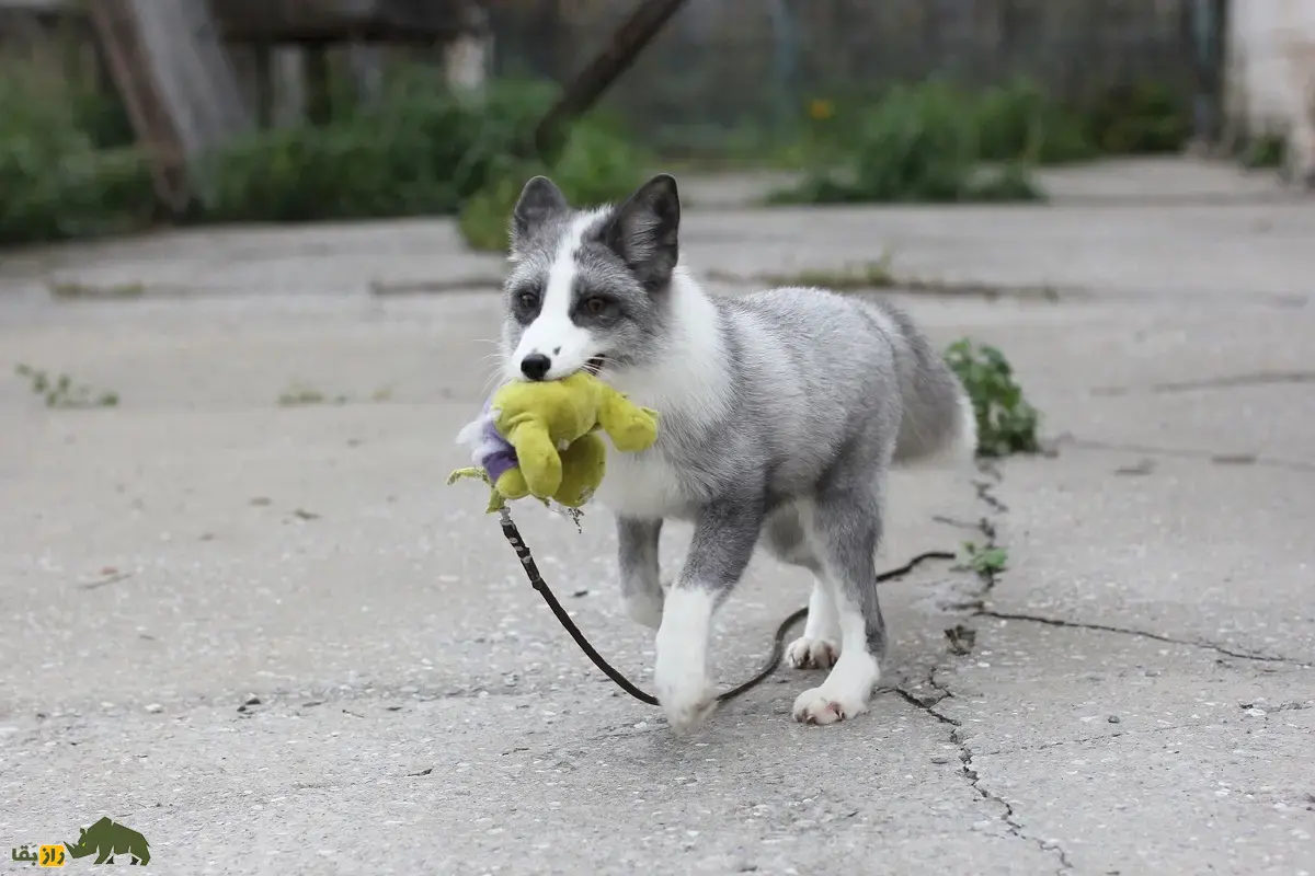 روباه نقره‌ای