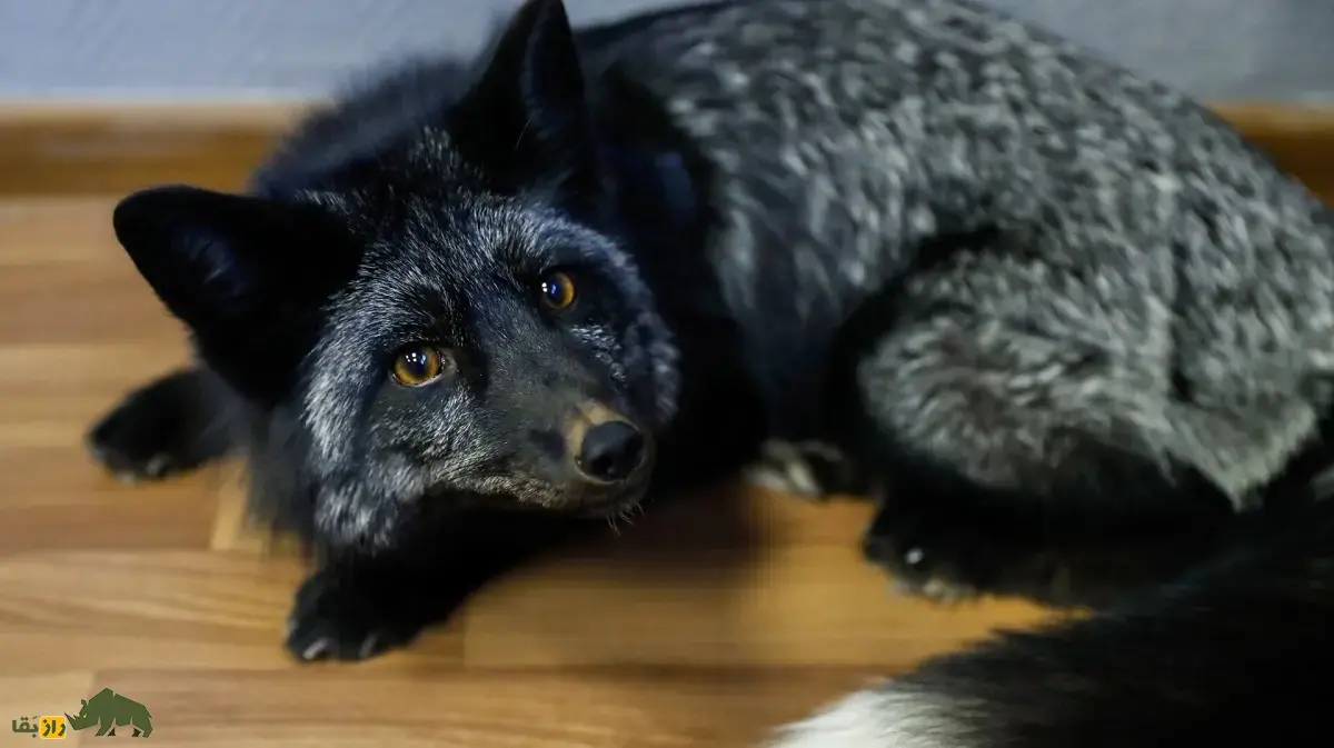 روباه نقره‌ای