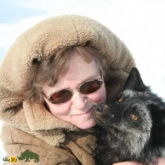 روباه نقره‌ای