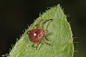 کنه لون استار؛ حشره‌ای که اگر کسی را نیش بزند آن فرد گیاه‌خوار شده و از گوشت بیزار می‌شود!