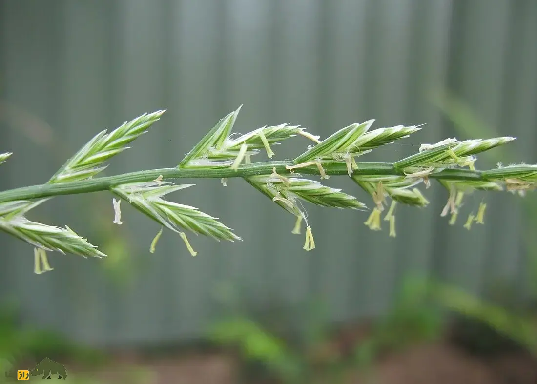 چچم ایرانی یا گیج‌دانه