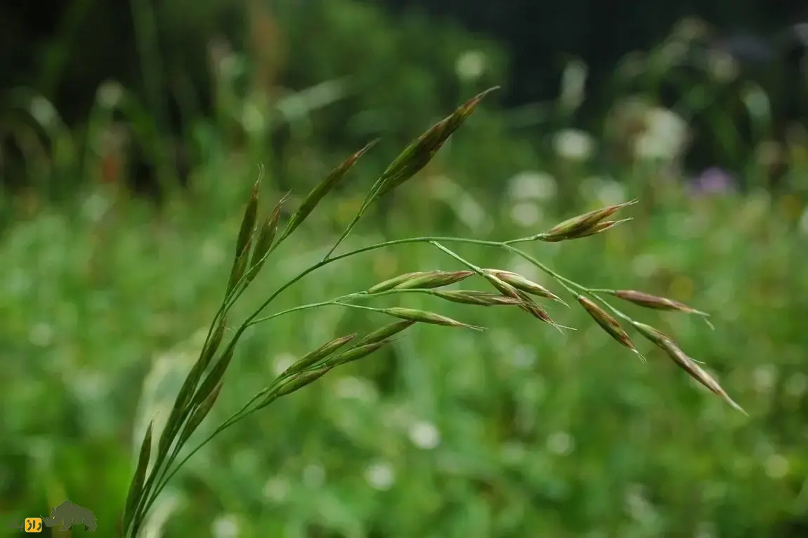 چچم ایرانی یا گیج‌دانه
