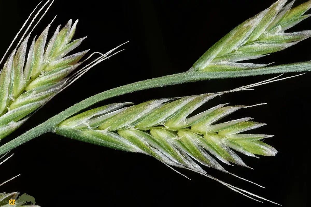 چچم ایرانی یا گیج‌دانه