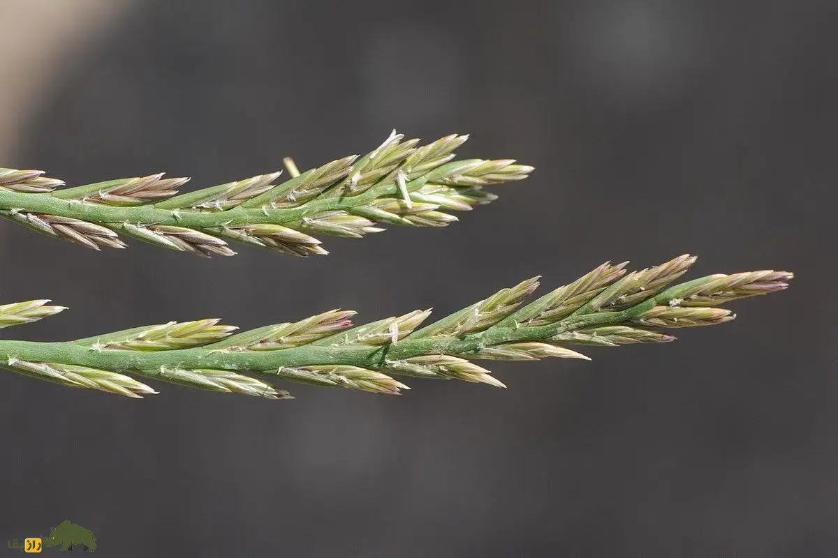 چچم ایرانی یا گیج‌دانه