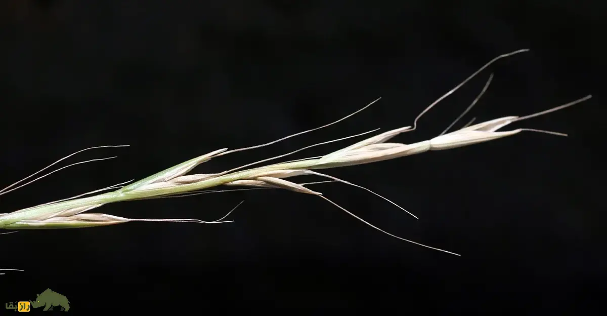 چچم ایرانی یا گیج‌دانه