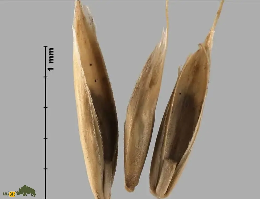 چچم ایرانی یا گیج‌دانه