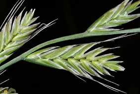 چچم ایرانی یا گیج‌دانه؛ گیاهی شبیه به گندم و معروف به «دانه مست‌کننده» که خوردن آن باعث دیوانگی می‌شد