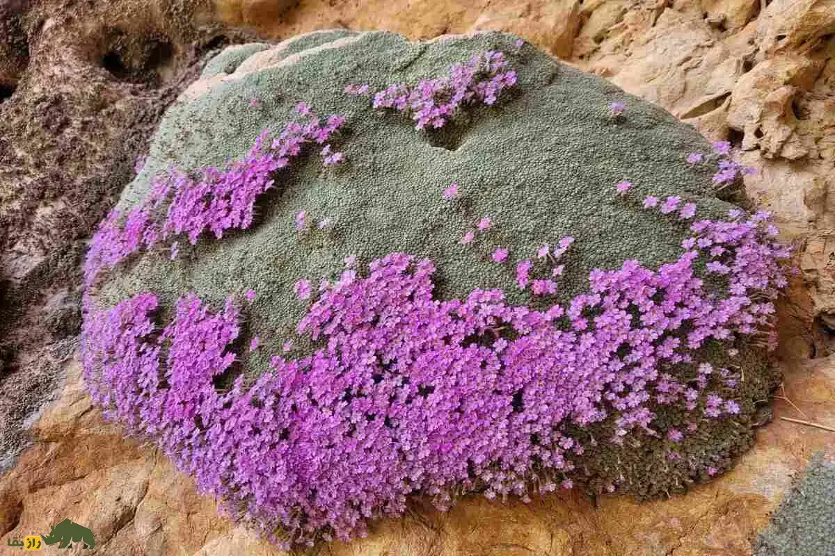 عروس‌سنگ اسفندیاری؛ کمیاب‌ترین گیاه ایران با گل‌های بنفش خیره‌کننده که تنها در کوه ختابون در شهر آباده استان فارس می‌روید