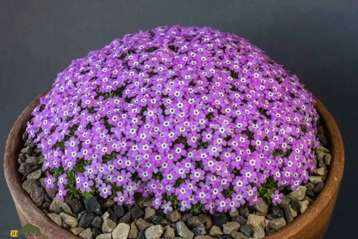 عروس‌سنگ اسفندیاری؛ گیاه نادر و پشمالوی کوه‌های فارس با گل‌های بنفش خیره‌کننده