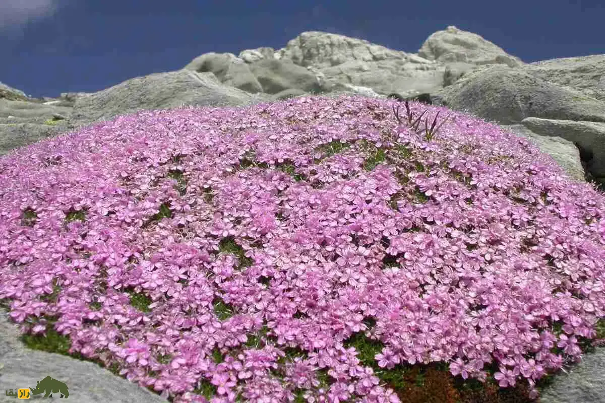 عروس‌سنگ اسفندیاری؛ گیاه نادر و پشمالوی کوه‌های فارس با گل‌های بنفش خیره‌کننده