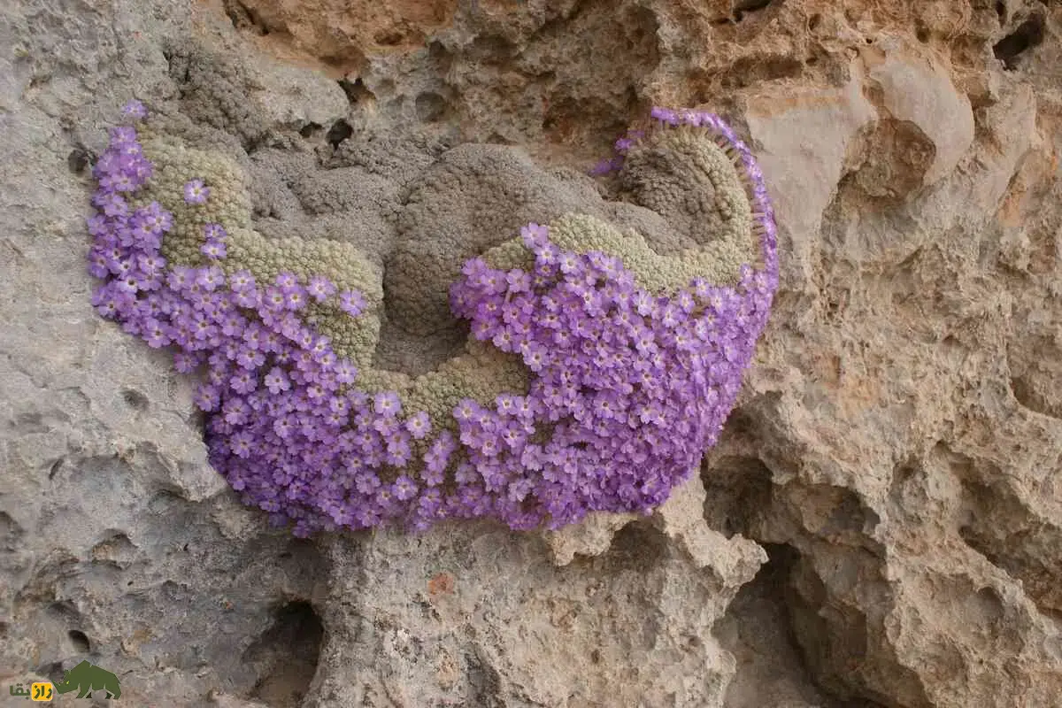 عروس‌سنگ اسفندیاری؛ گیاه نادر و پشمالوی کوه‌های فارس با گل‌های بنفش خیره‌کننده