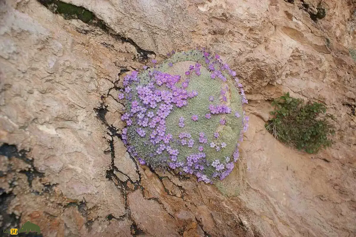 عروس‌سنگ اسفندیاری؛ گیاه نادر و پشمالوی کوه‌های فارس با گل‌های بنفش خیره‌کننده