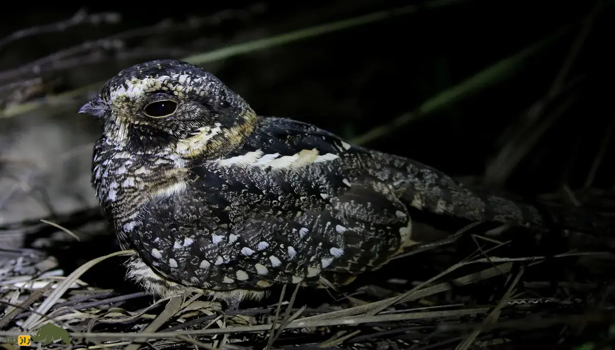 شبگرد خال‌دم