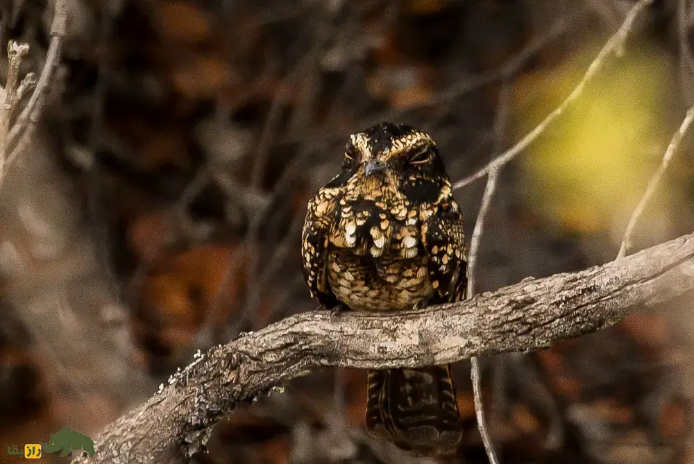 شبگرد خال‌دم