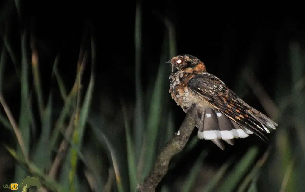 شبگرد خال‌دم