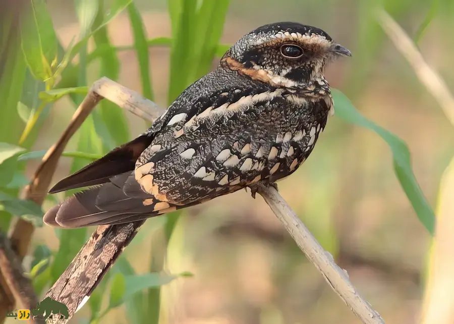 شبگرد خال‌دم